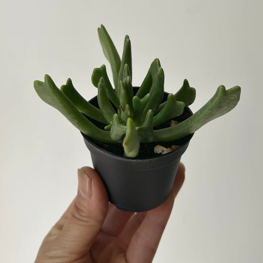 Elkhorn Succulent (rhombophyllum dolabriforme) 2.5” pot
