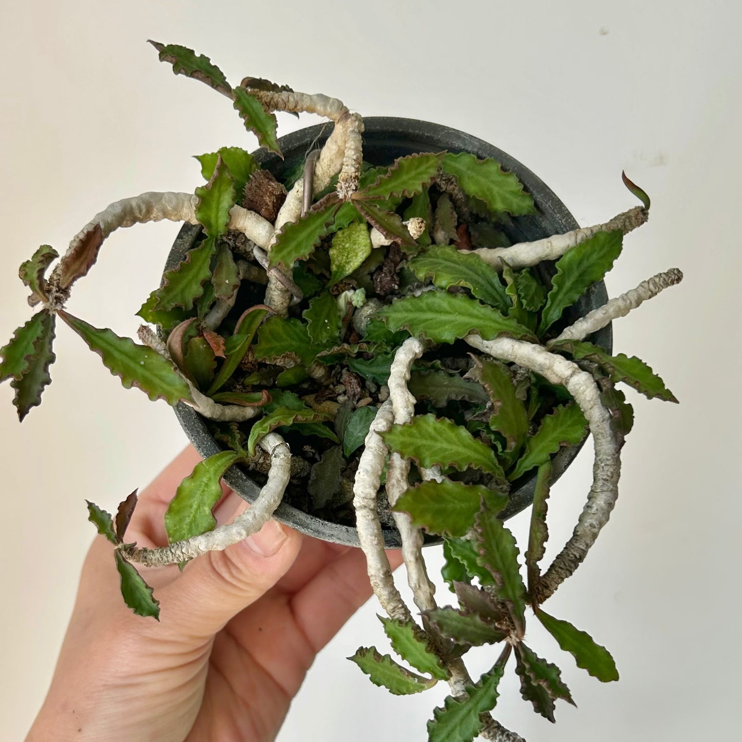 Euphorbia decaryi 3.5”pot