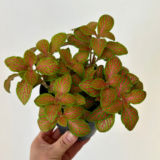 Nerve Plant "Skeleton" (Fittonia) 4”pot