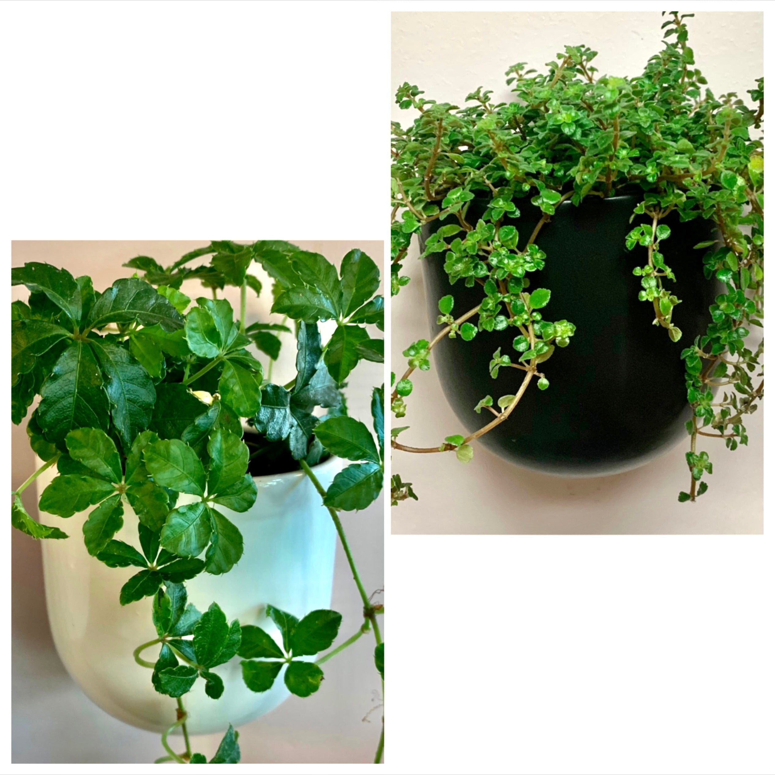 MADDOX Wall-Mounted Ceramic Wall Pot (6”x6”) – House of Plants