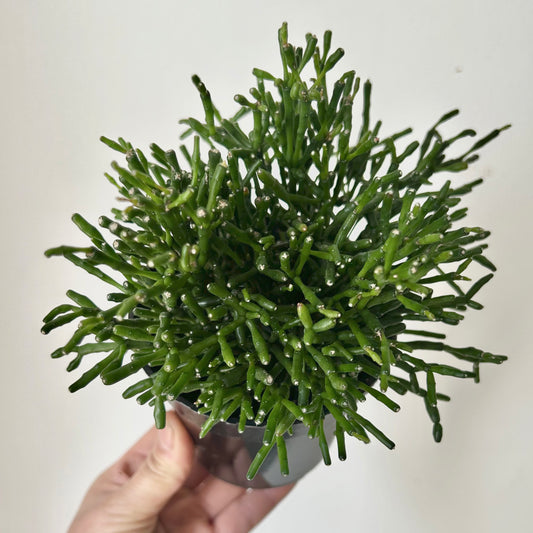 Bottle Cactus (Hatiora salicornioides ) 4”Pot