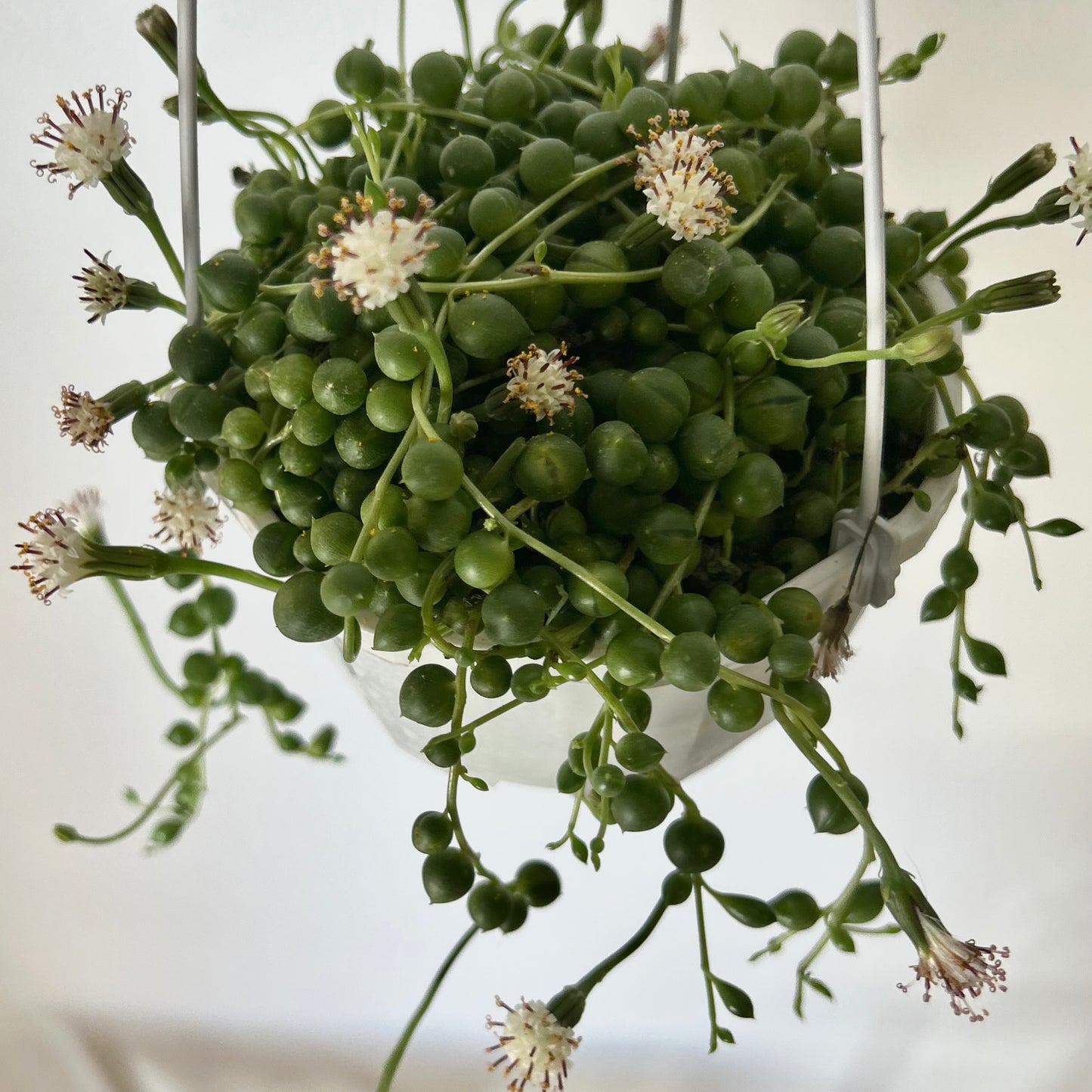 String of Pearls (Senecio Rowleyanus) 4.5 hanging basket