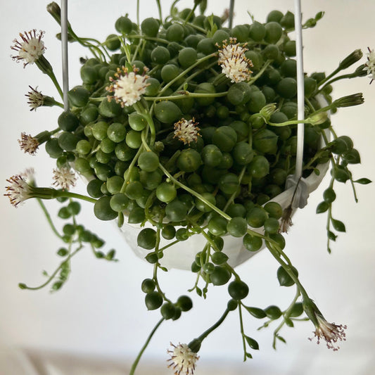 String of Pearls (Senecio Rowleyanus) 4.5 hanging basket