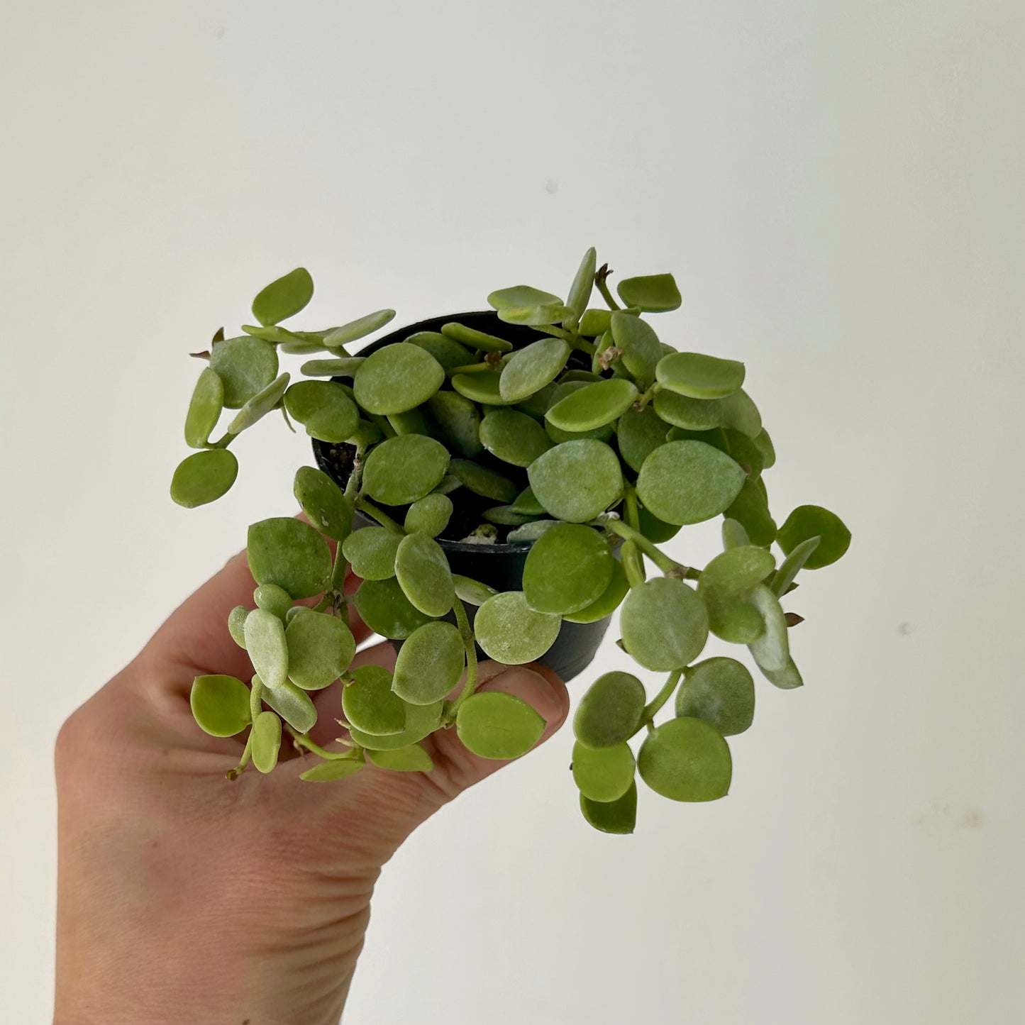 String of Nickles (Dischidia nummularia) 2.5”pot