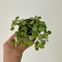 Load image into Gallery viewer, String of Nickles (Dischidia nummularia) 2.5” pot
