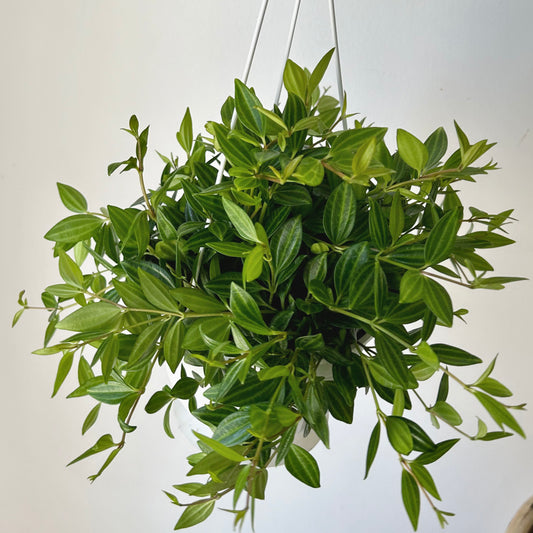 Peperomia “Beetle” (Angulata) 6” hanging basket