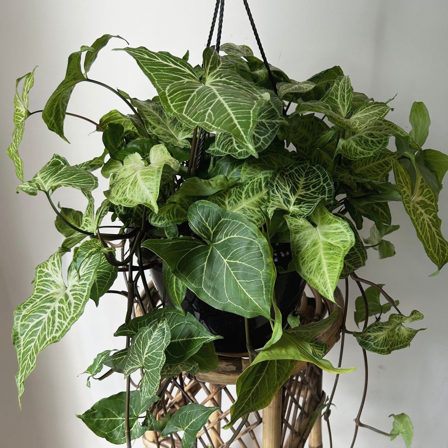Syngonium Batik  10” pot