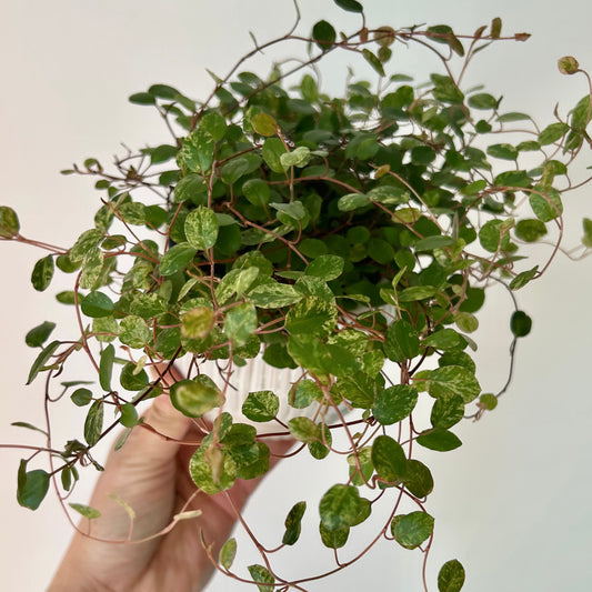 Variegated Angel Vine (Muehlenbeckia) 3.5” pot