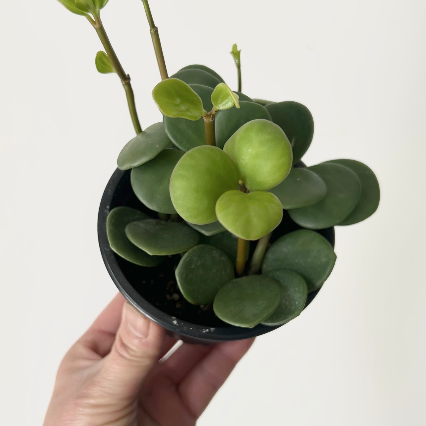 Peperomia tetraphylla “Hope" 3.5" pot