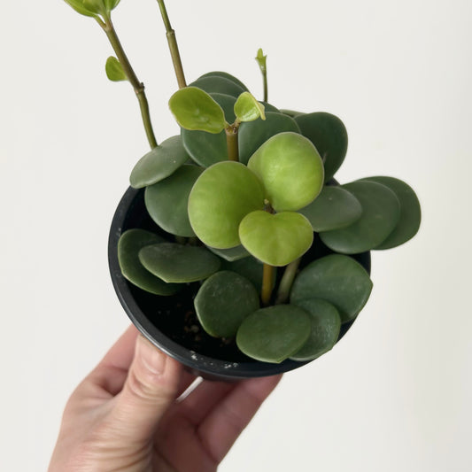 Peperomia tetraphylla “Hope" 3.5" pot