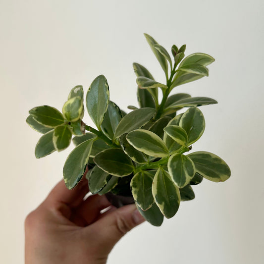 Goldfish Plant (Nematanthus) Variegated 2.5”pot
