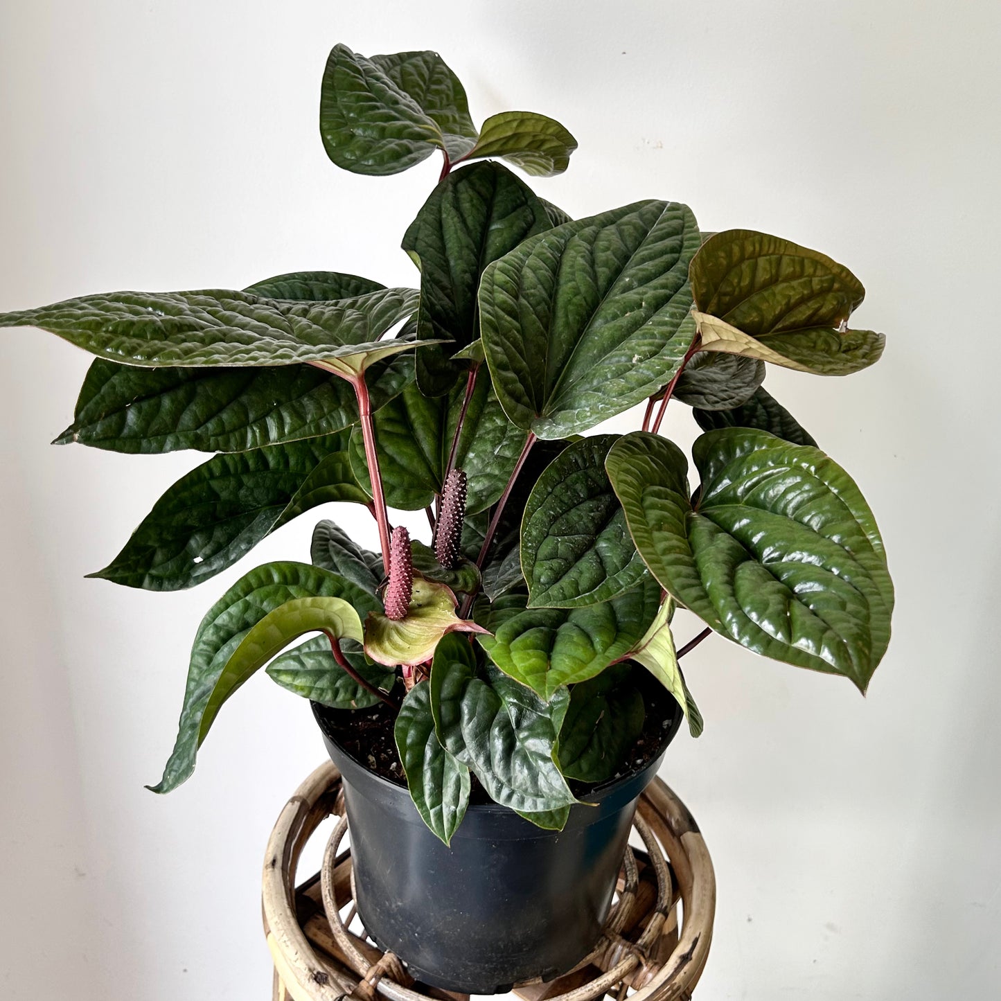 Anthurium Luxurians X Radicans (Hybrid) 10” pot