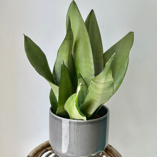 Sansevieria “Moonshine” 6” pot