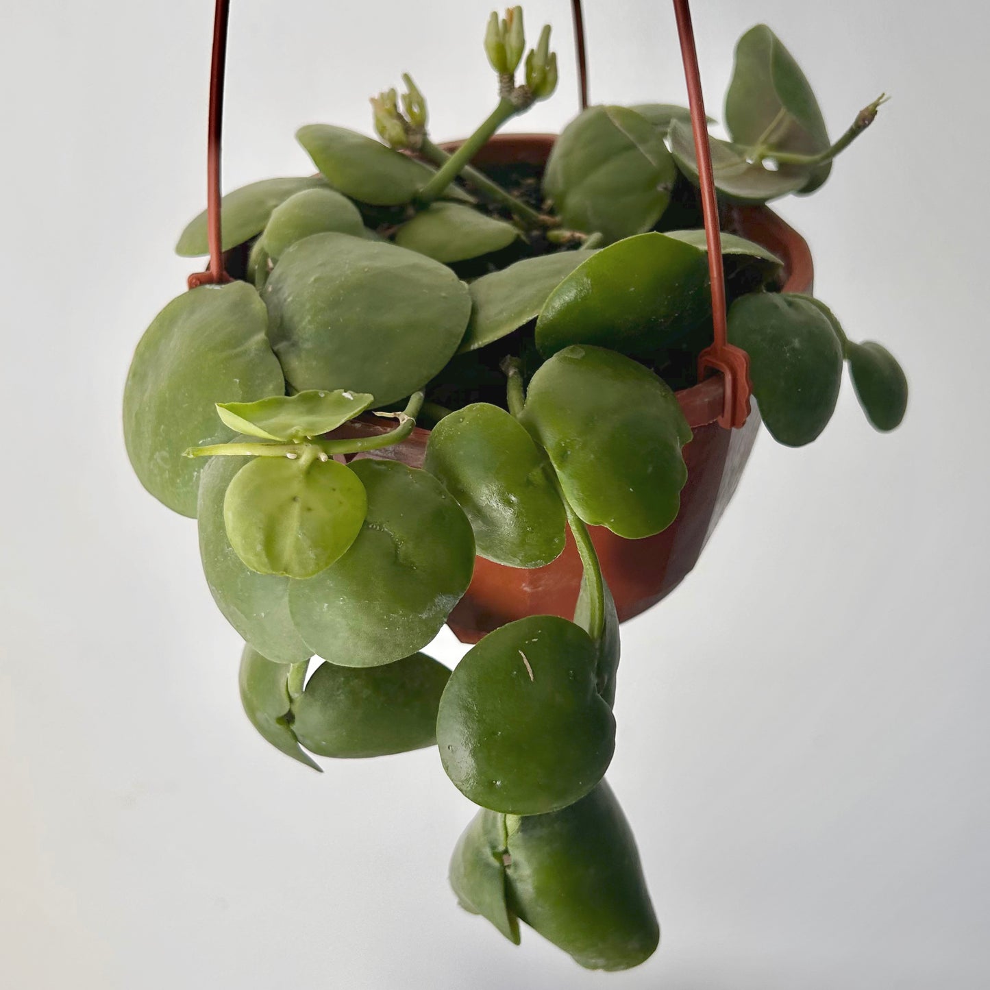 Dischidia platyphylla 4.5” hanging basket