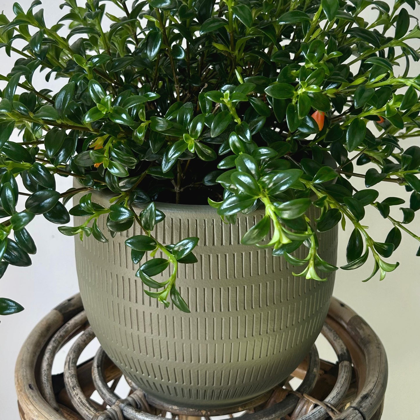 Decorative Ceramic Pot (7”X7”) OLIVE GREEN