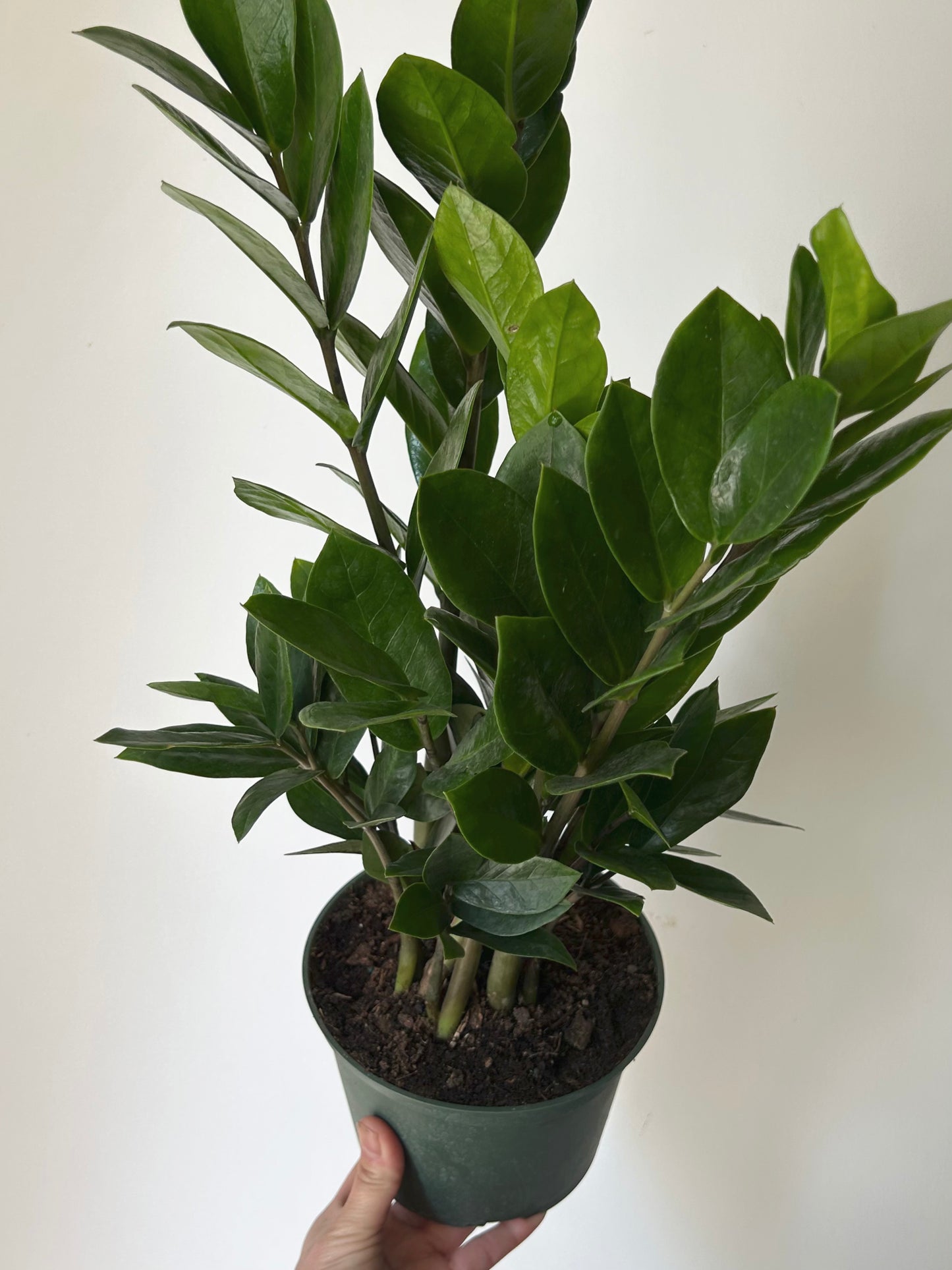 ZZ Plant (Zamioculcas Zamiifolia)  6”pot