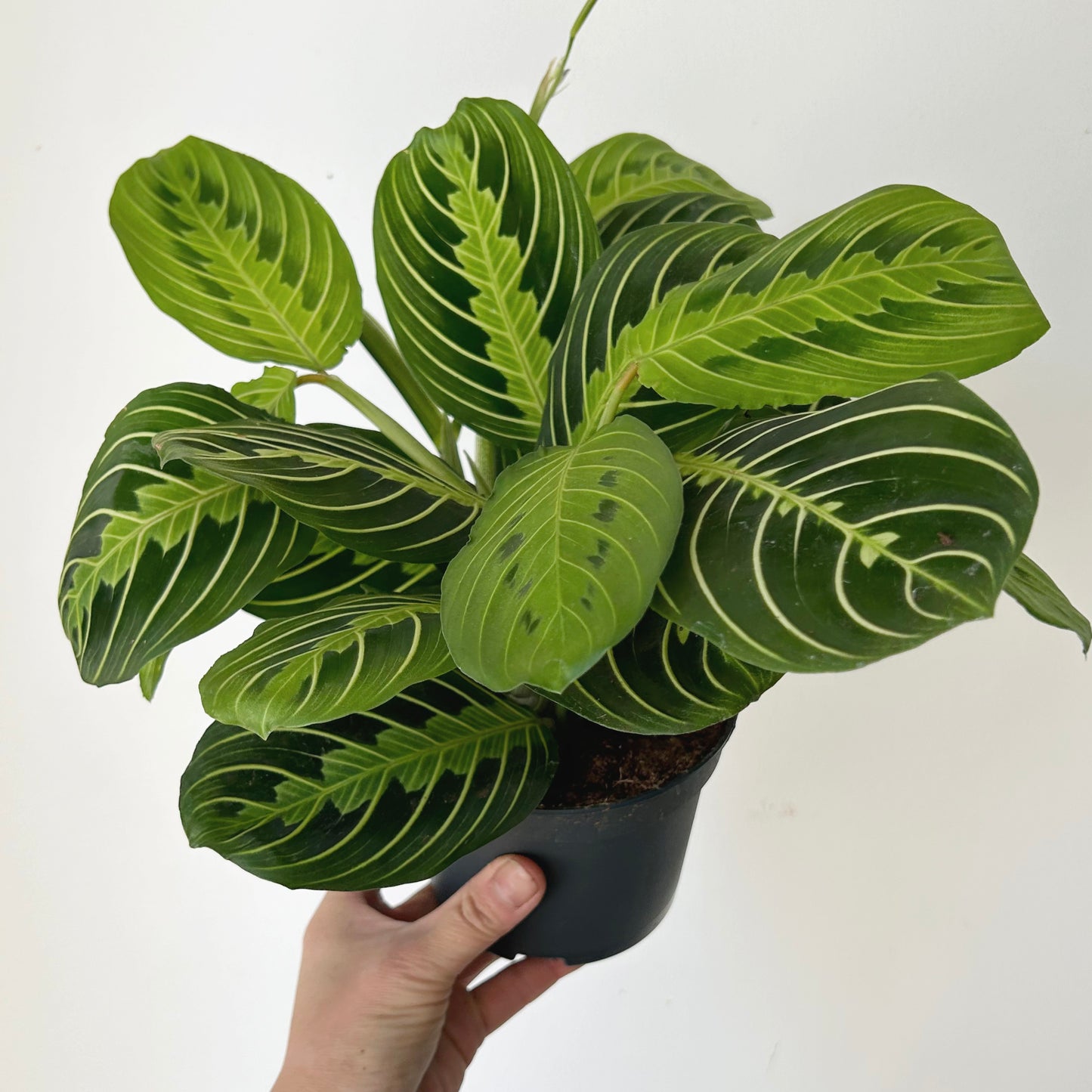 Prayer Plant (Maranta) “Lemon Lime” 5” pot