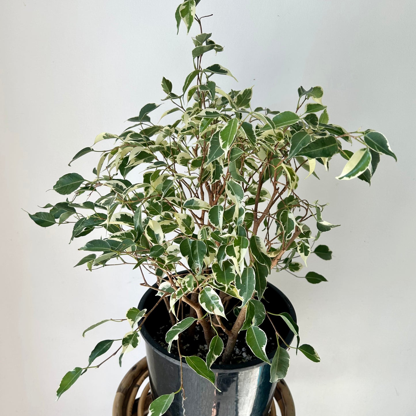 Variegated Ficus Benjamina 8”pot