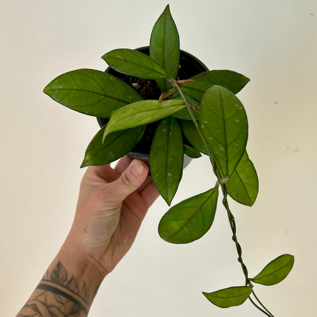 Hoya Crassipetiolata 4”pot