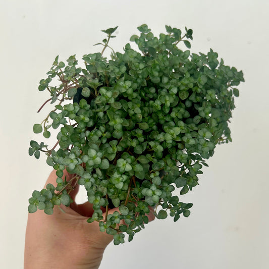 Pilea glauca 3.5” pot