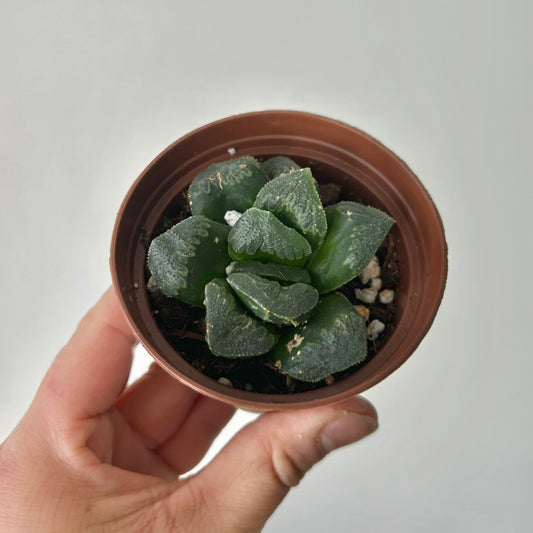 Haworthia truncata x maughanii 2.75”pot