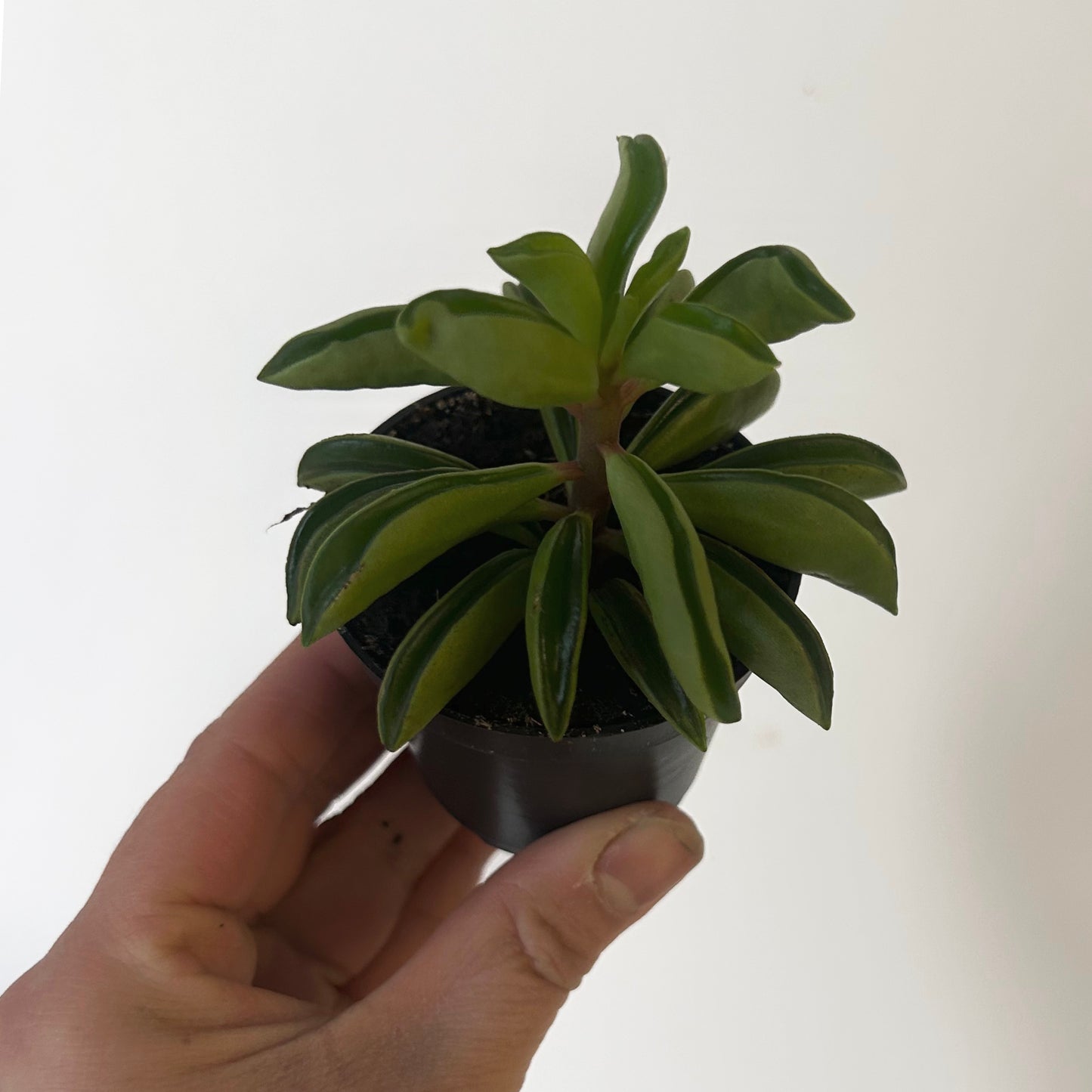 Peperomia dolabriformis 2.5”pot