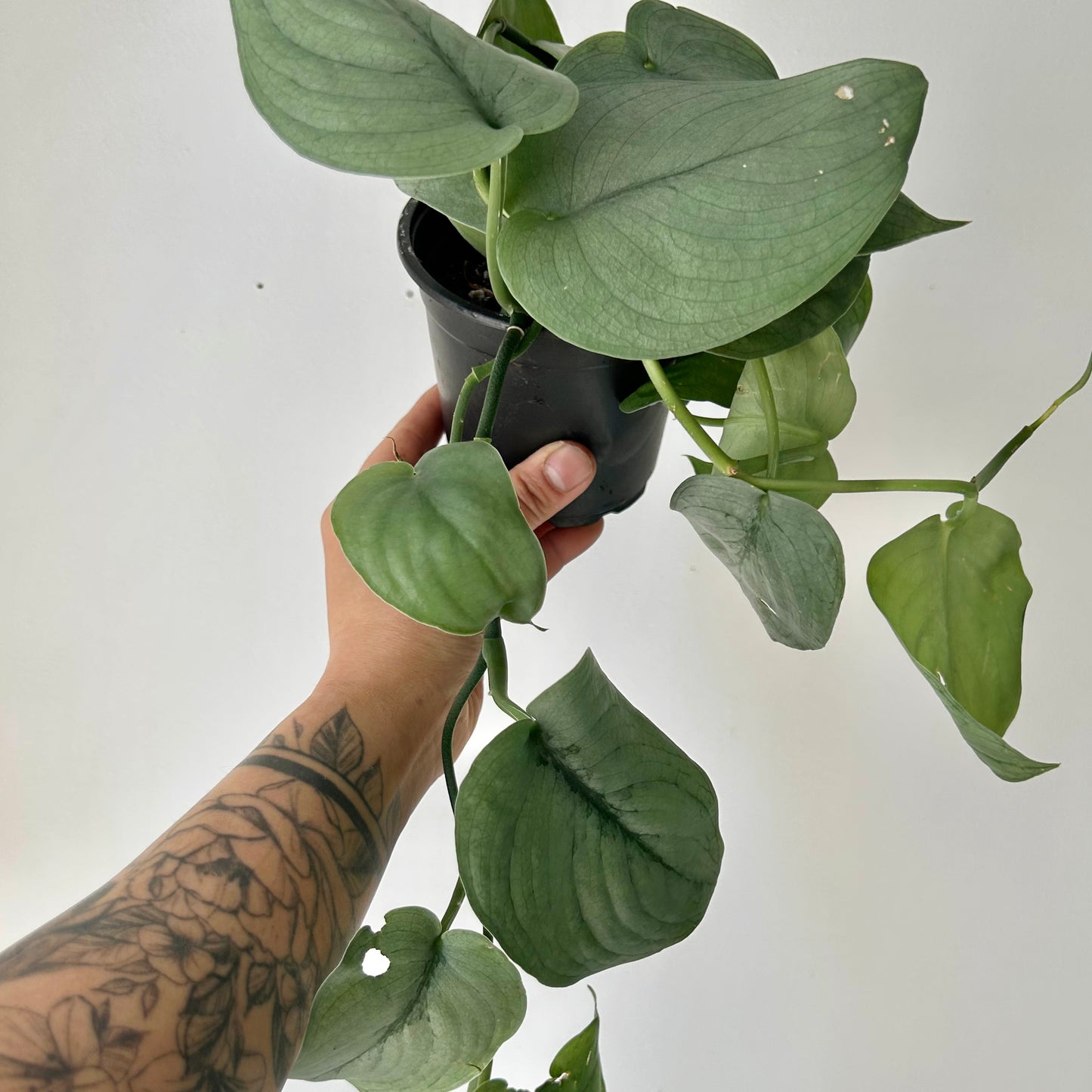 Scindapsus “Platinum” 4”pot