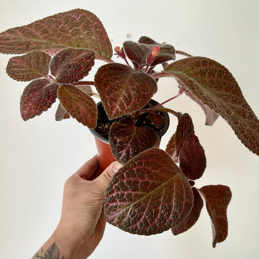 Episcia Purple  4”pot