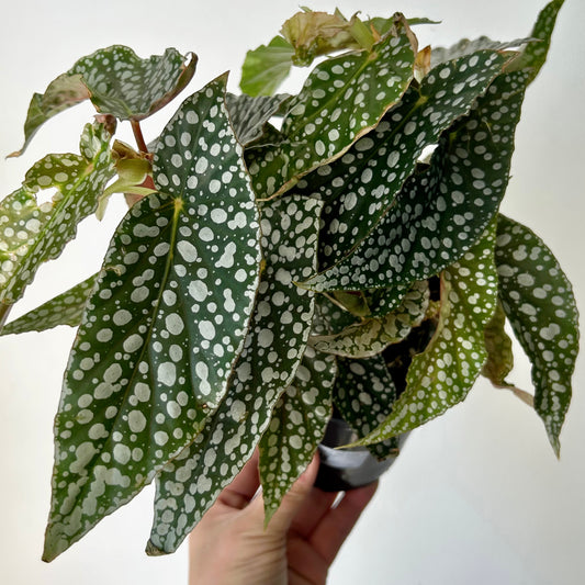 Begonia Maculata “Double Dot” 4”pot
