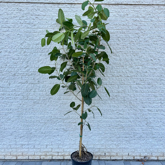 Ficus benghalensis “Audrey” Tree approximately 8ft tall in 14” pot