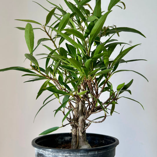 Ficus “Willow Leaf” (Salicaria) PREFINISHED BONSAI 4”pot