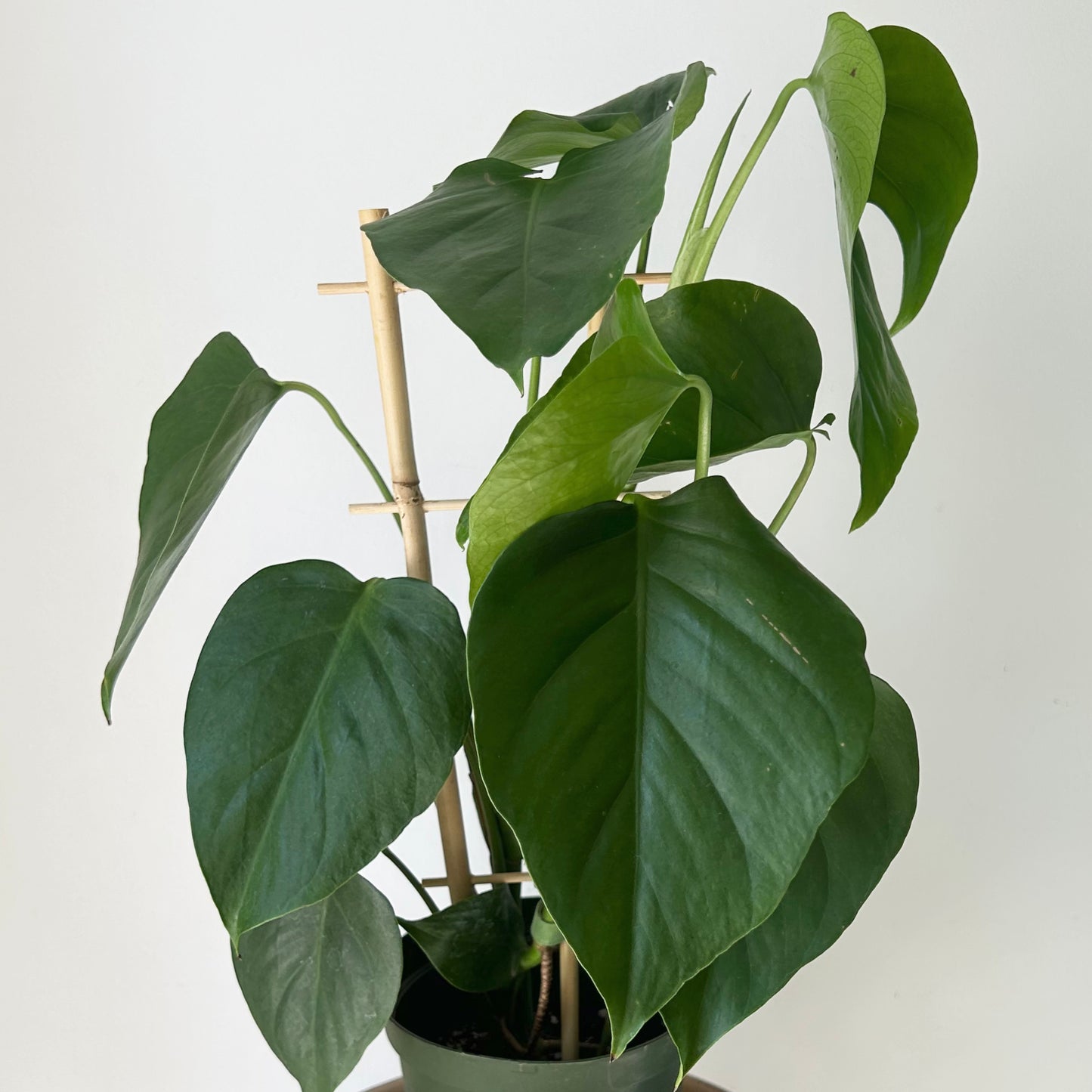 Monstera deliciosa “Sierrana” on trellis in 6”pot