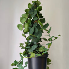 Load image into Gallery viewer, Rhaphidophora Korthalsii 3ft tall secured on coir pole 10”pot
