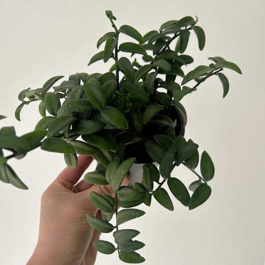 Xerosicyos Perrieri 3.5” pot