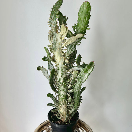 Variegated Opuntia “Joseph’s Coat” approximately 2 ft tall in 6” pot