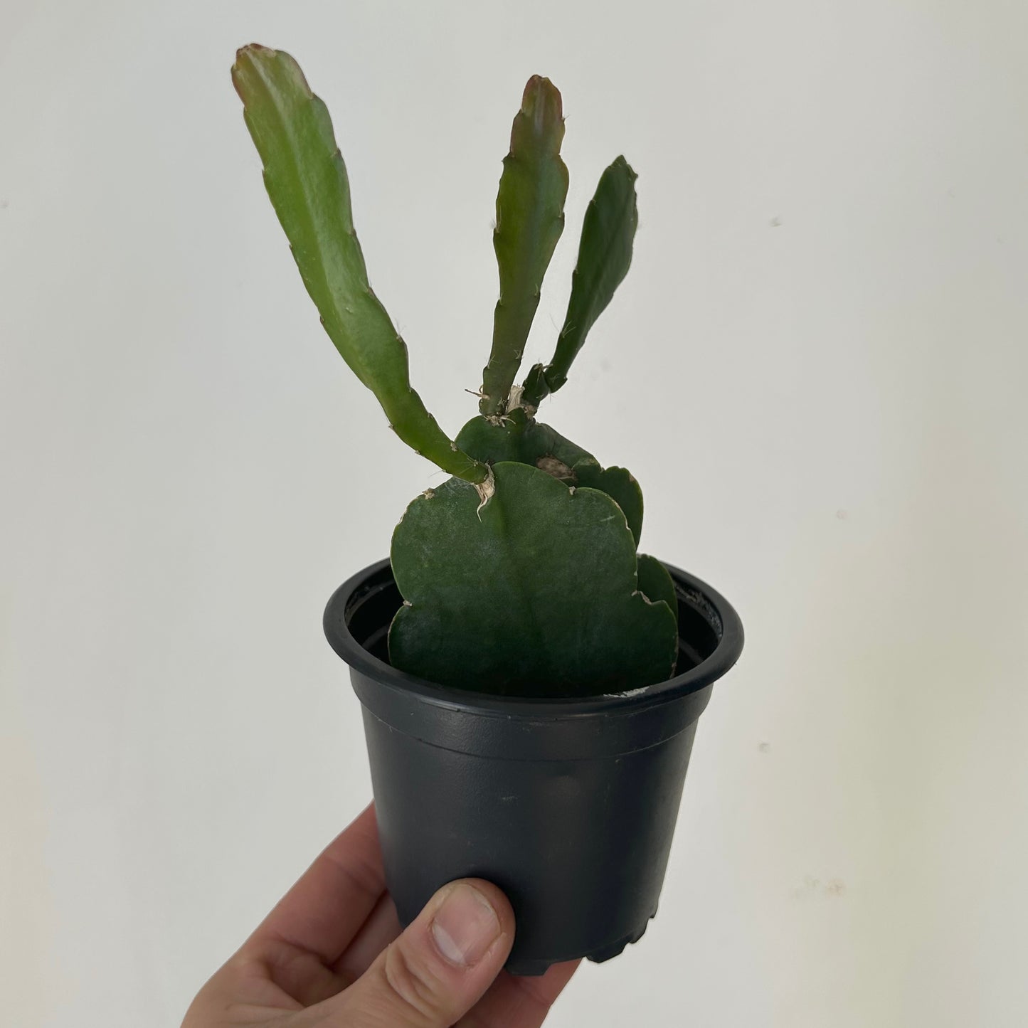 Orchid Cactus (Epiphyllum) 3.5”pot