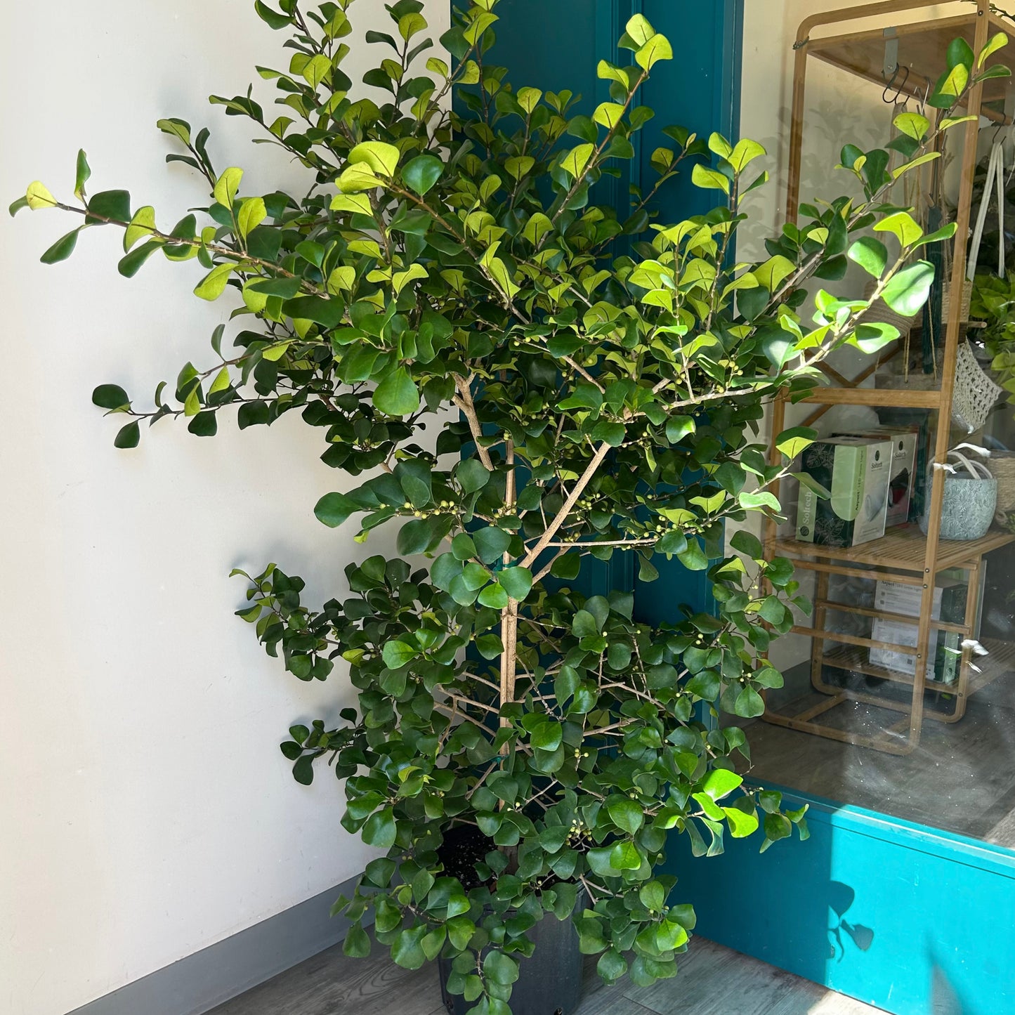 Natal Fig Bush (Ficus natalensis) approximately 5ft +in 10” pot
