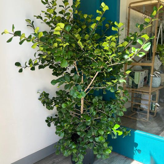 Natal Fig Bush (Ficus natalensis) approximately 5ft +in 10” pot