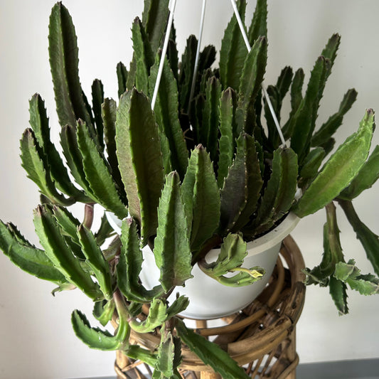 Stapelia 10”hanging basket
