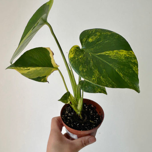 Monstera Variegata Aurea 3.5”pot