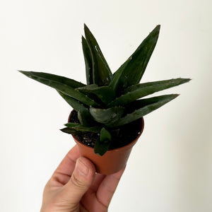 Aloe "Black Gem" 2.5”pot