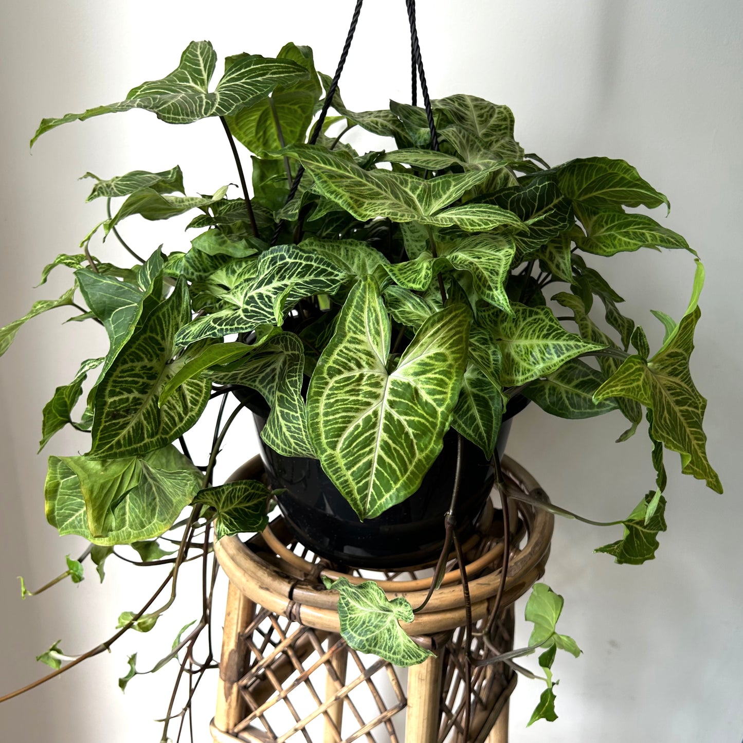 Syngonium Batik  10” pot