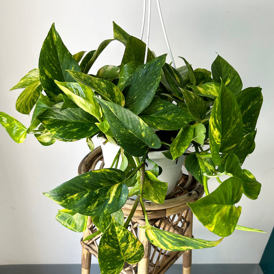 Golden Pothos 8” Hanging Basket