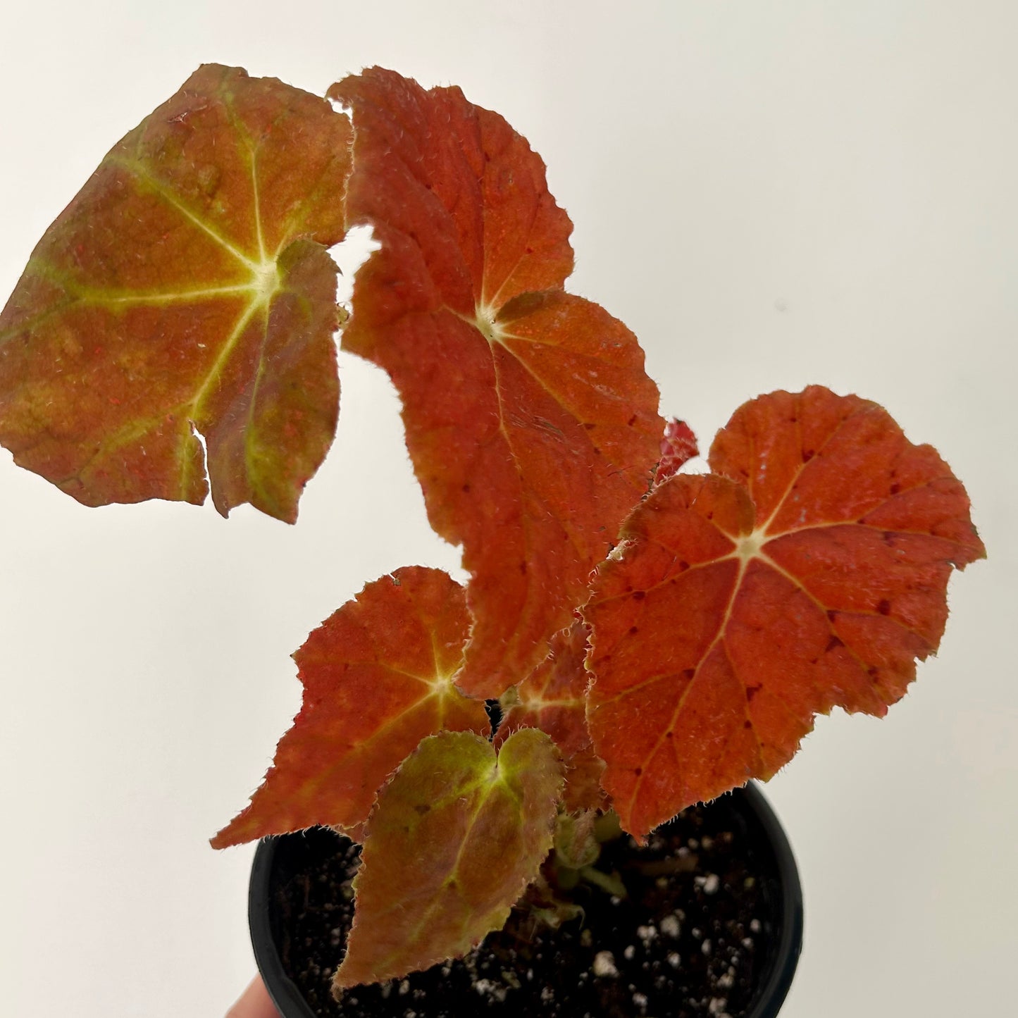 Begonia Rex "Autumn Ember” 4”pot
