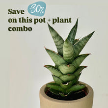 Load image into Gallery viewer, Sansevieria francisii in decorative 2.5”X 2.75&quot;pot
