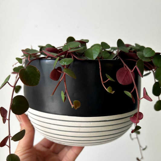 BELLA shallow decorativepot Striped Base  (5.5”x3.75”)