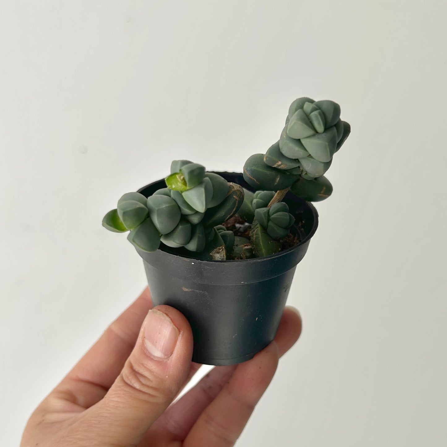 Ice Plant  (Corpuscularia Lehmannii) 2.5” pot