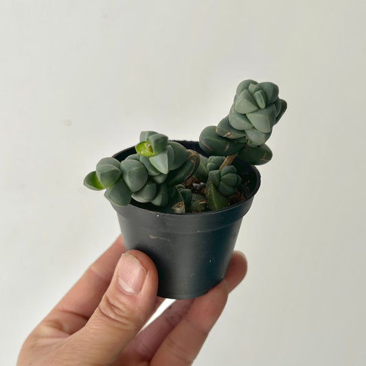 Ice Plant  (Corpuscularia Lehmannii) 2.5” pot