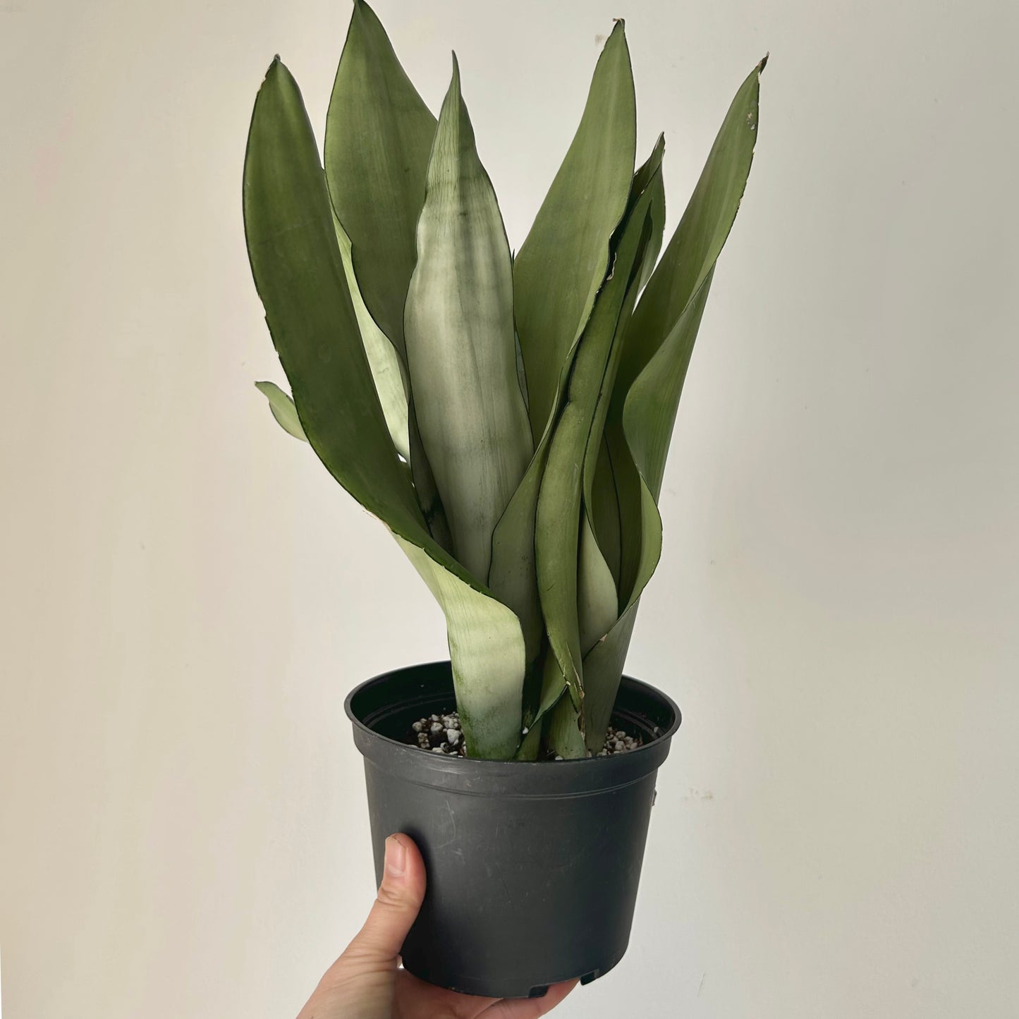 Sansevieria “Moonshine” 6” pot