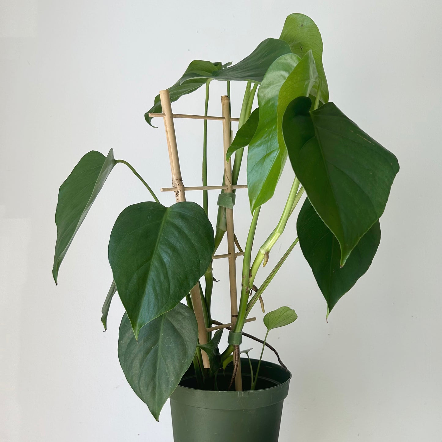 Monstera deliciosa “Sierrana” on trellis in 6”pot